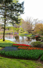 Plakat Tulip garden at Showa Kinen Koen(Showa Memorial Park),Tachikawa,Tokyo,Japan in spring.