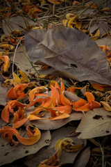 Fallen petals of Butea monosperma and dry leaves on the ground.Selectve focus.