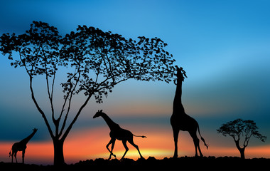 Naklejka na ściany i meble African wildlife sunset