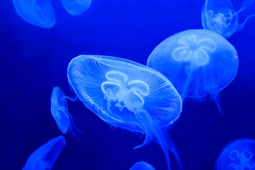 Beautiful marine life in the blue light. Jellyfish