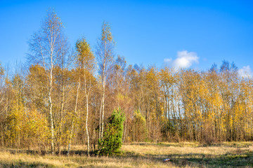 Fototapeta premium Scenic landscape of autumn, forest with yellow trees and blue sky, panoramic vista