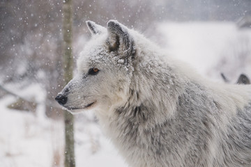Winter Wolf - 168272475