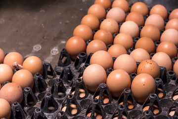 fresh egg food ingredient in the package on table
