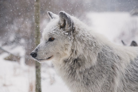 Winter Wolf