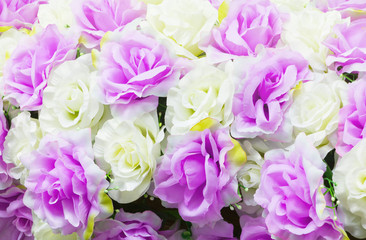 rose flower plastic white and purple concept background love and beauty with copy space add text