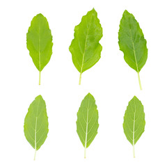 Fresh green basil herb leaves isolated on white background