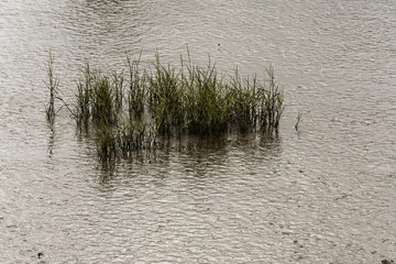 Herbes de marais à Pont de Noyalo dans la Morbihan en France