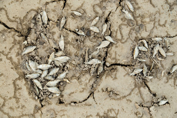 Dead fish on the sand in the desert