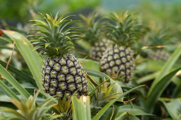 パイナップル畑