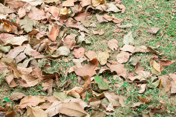 dry leaf on floor grass background with copy space add text