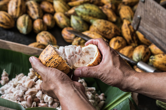 Cocoa Beans and Cocoa Fruits