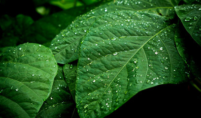 Green leaves natural background  wallpaper / droplet water on leaf