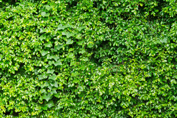 Green leaves natural background  wallpaper / droplet water on leaf