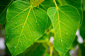 Green leaves natural background  wallpaper / droplet water on leaf