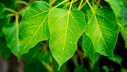 Green leaves natural background  wallpaper / droplet water on leaf