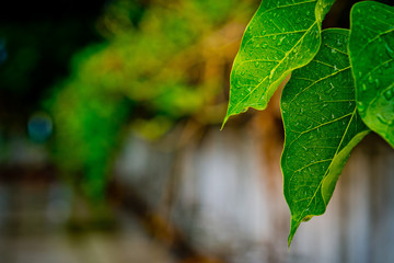 Green leaves natural background  wallpaper / droplet water on leaf