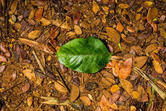Green leaf among   brown leaves.