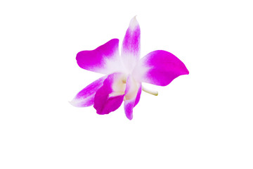 Obraz premium orchid purple flower delicate beautiful isolated on white background and clipping path