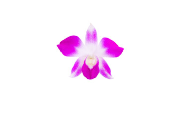 purple orchid flower beautiful isolated on white background and clipping path with copy space add text