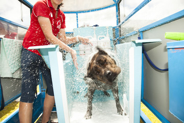 Dog wash