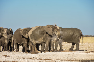 Fototapeta premium African Elephant- Etosha