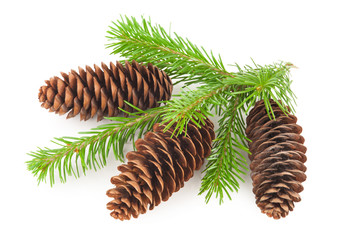 Fir tree branch