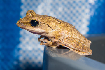 species of a small green frog