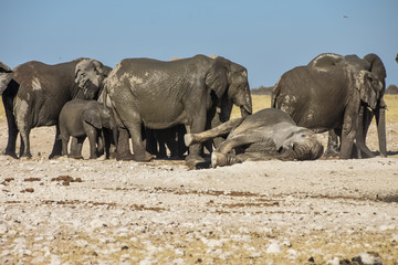 Fototapeta na wymiar African Elephant- Etosha