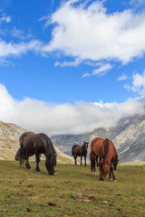 Fototapeta na wymiar Group of brown and black horses grazing in green valleys. Fauna wild life concept