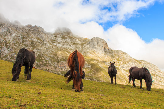 Group of brown and black horses grazing in green valleys. Fauna wild life concept