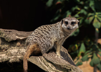 Meerkats walking down the trunk. Wild life concept