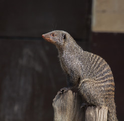 Trunk-backed profile mongoose. Wild life concept