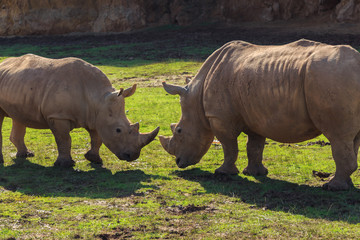Naklejka premium Two male rhinos facing each other. Wild life concept