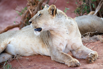 African lioness (Panthera leo)