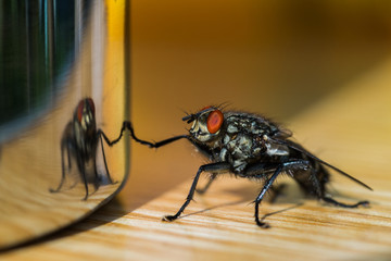 Fliege ber&uuml;hrt ihr Spiegelbild