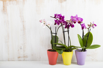 Obraz na płótnie Canvas Orchid (Phalaenopsis )