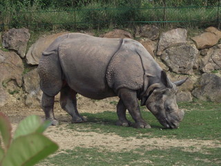 Obraz premium Rhinoceros