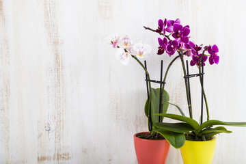 Fototapeta na wymiar Orchid (Phalaenopsis )