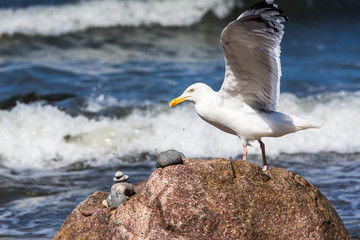 Heringsm&ouml;we auf Fels am Meeresufer