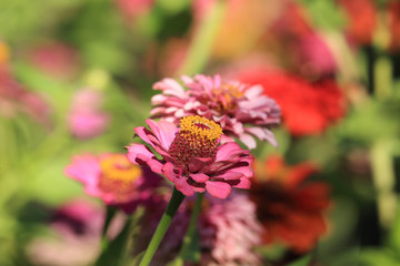 The heat, the sand, beautiful dog...