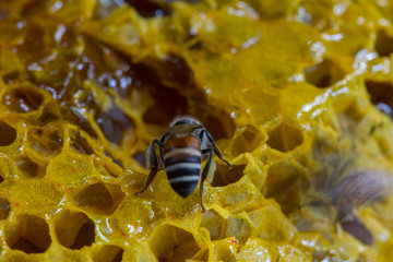 fresh honey in comb