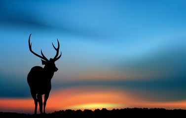 Deer at the sunrise