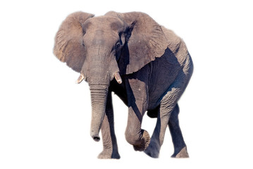 African elephant (Loxodonta africana