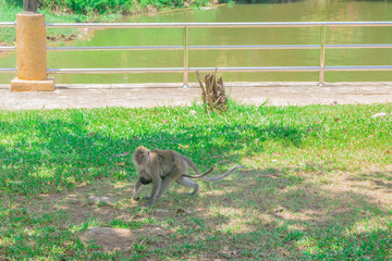 mother monkey with baby monkey Walking on the grass with copy space add text