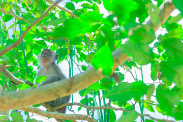 monkey sit on the tree lives in a natural forest with copy space add text