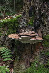 Fototapeta premium Poetenweg_2017