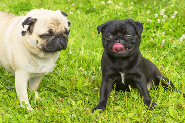 Pug dog Close-up