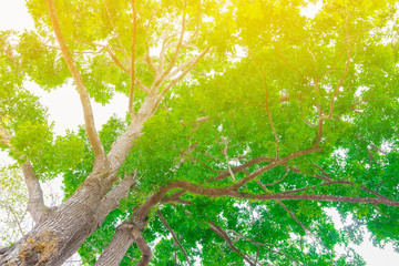 big tree trunk and branch leaf beautiful in the forest, bottom view with copy space add text