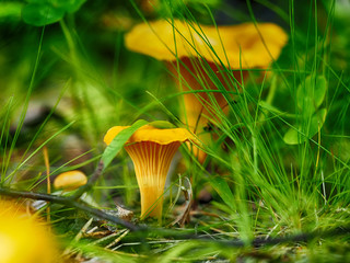 Mushroom chanterelle in the forest