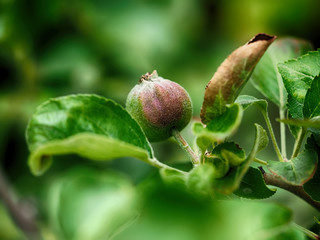 Apples on tree